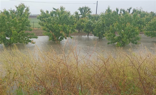 Piogge alluvionali del 16/17 aprile 2025 - ricognizione danni alle infrastrutture del comparto agricolo