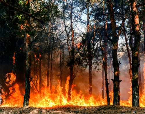 Stato di massima pericolosità per incendi boschivi